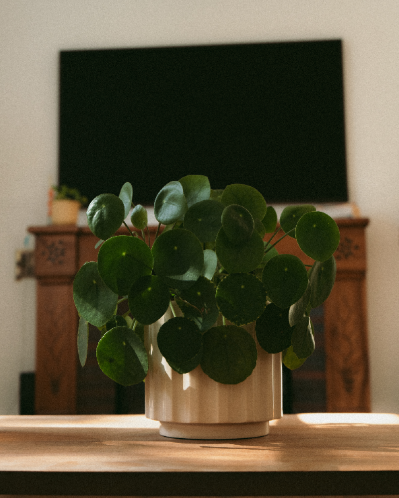 Plante décorative sur la table basse du salon de la maison partagée